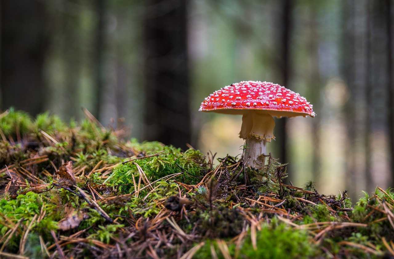 Ядовитые грибы: как отличить и что важно знать