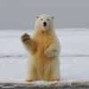 белый медведь, полярный медведь, дикое животное, привет, стоит, на двух лапах