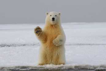 белый медведь, полярный медведь, дикое животное, привет, стоит, на двух лапах