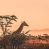 жираф, саванна, Африка, вечер