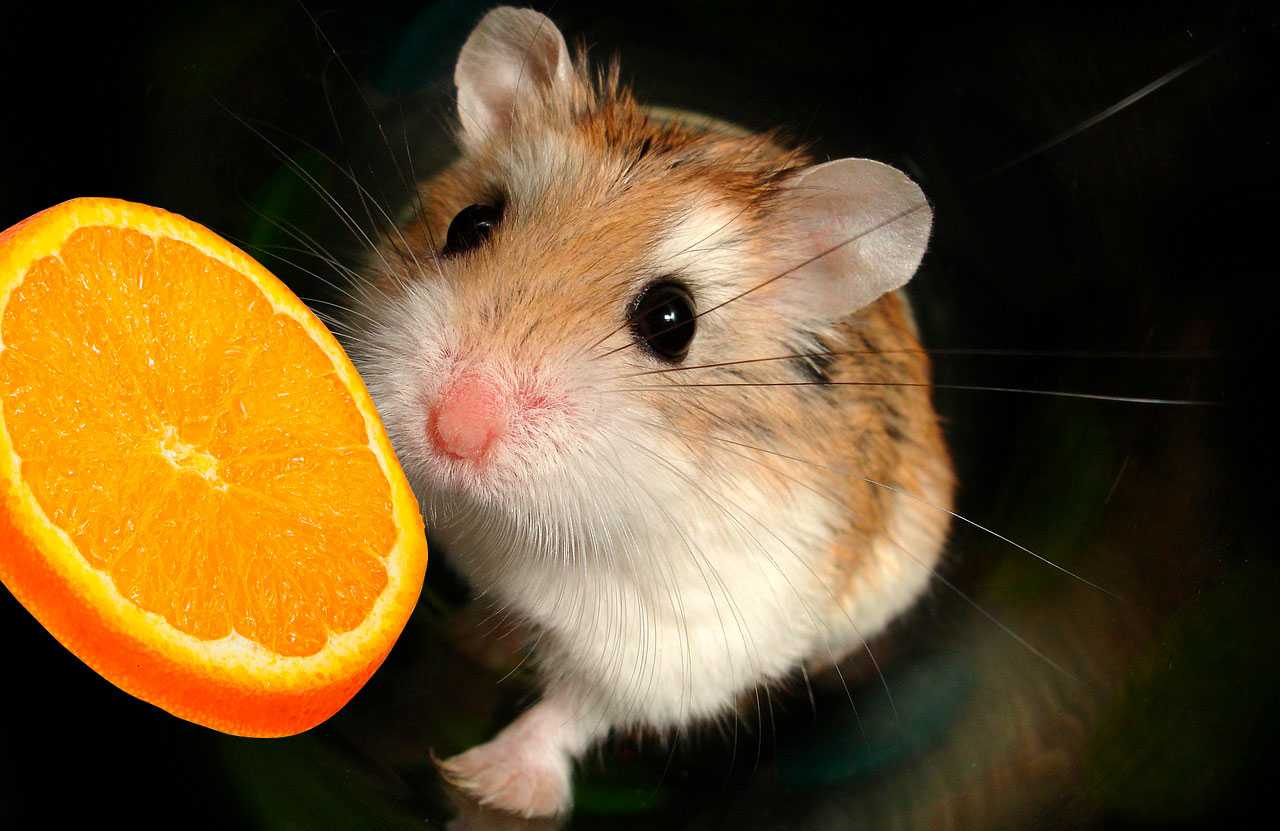 Можно хомякам апельсин. Хомяк Мандаринка. Мандариновые хомячки. Мандариновый хомяк. Хомяк ест апельсин.