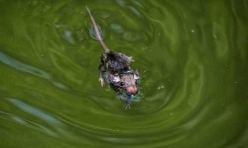 Могут ли крысы плавать и нырять под воду? — Природа Мира